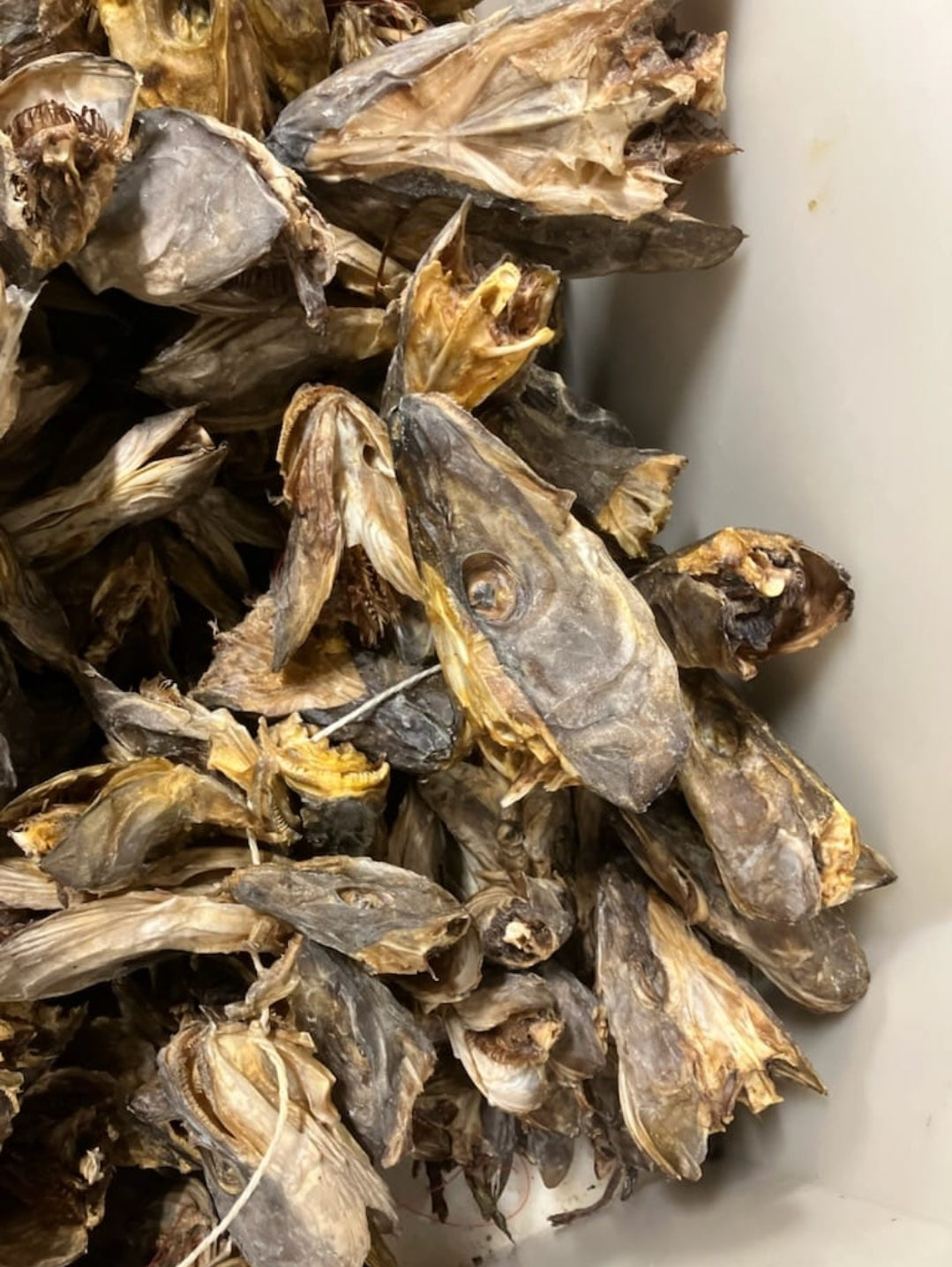 Codhead 20kg